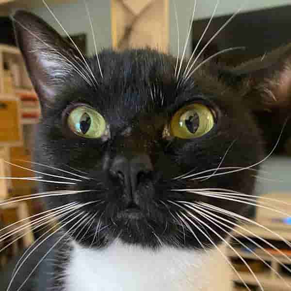 a tuxedo cat looking at the camera